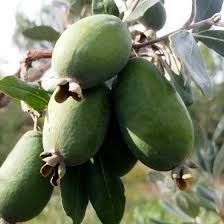 feijoa-sellowiana-2.jpg