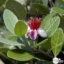 feijoa-sellowiana-3.jpg