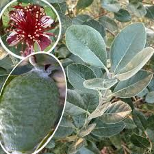 feijoa-sellowiana-4.jpg