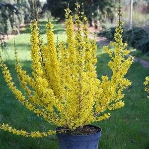 forsythia-intermedia-mikador-2.jpg