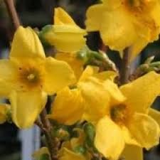 forsythia-mindor-2.jpg