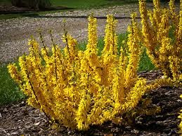 forsythia-mindor-3.jpg