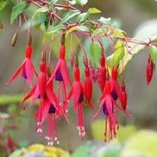 fuchsia-ricartonii-1_1.jpg