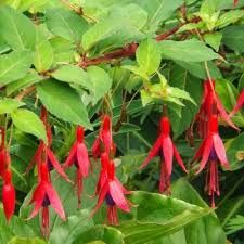 fuchsia-ricartonii-2_0.jpg