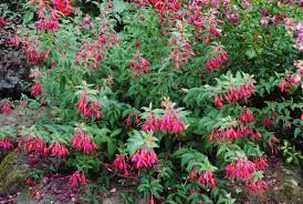 fuchsia-ricartonii-3_0.jpg