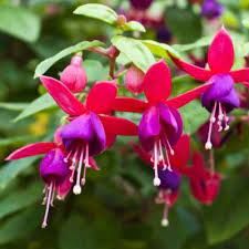 Fuchsia rustique 'Tom pouce'