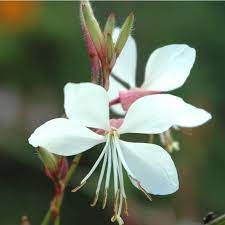 gaura-geyser-blanc-1.jpg