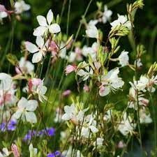 gaura-geyser-blanc-2.jpg