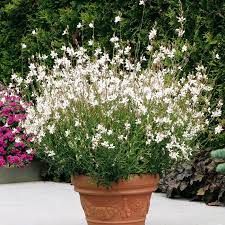 gaura-geyser-blanc-3.jpg