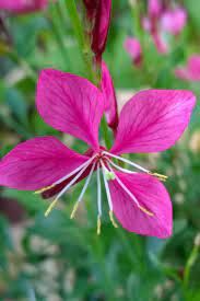 gaura-geyser-rose-1.jpg