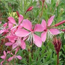 gaura-geyser-rose-2.jpg