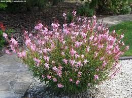 gaura-geyser-rose-3.jpg