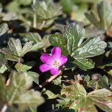 geranium-orkney-cherry-1.jpg