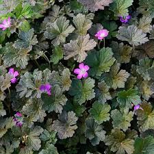 geranium-orkney-cherry-2.jpg