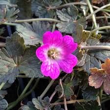 geranium-orkney-cherry-3.jpg