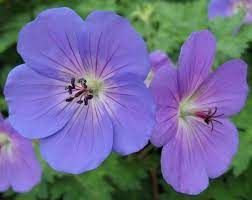 geranium-rozanne-1.jpg