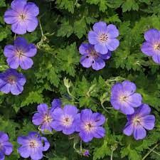 geranium-rozanne-2.jpg