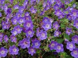 geranium-rozanne-3.jpg