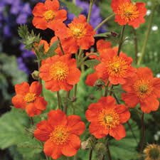geum-borisii-2.jpg