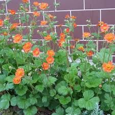 geum-borisii-3.jpg