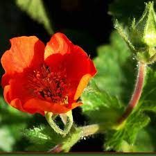 Benoite rouge orangé 'Feuerball'