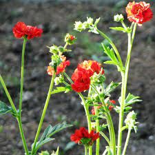 geum-chiloense-feuerball-2.jpg