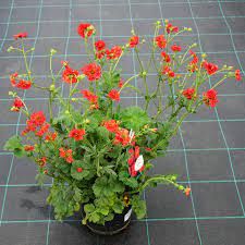 geum-chiloense-feuerball-3.jpg