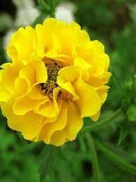 geum-lady-stratheden-1.jpg