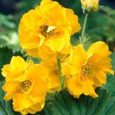 geum-lady-stratheden-2.jpg