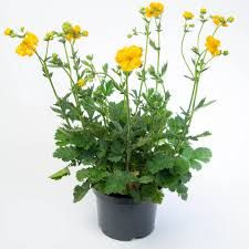 geum-lady-stratheden-3.jpg