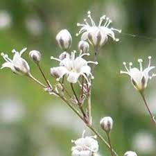 gypsophila-paniculata-festival-white-1.jpg