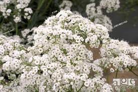 gypsophila-paniculata-festival-white-2.jpg