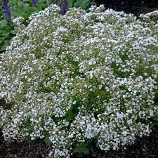 gypsophila-paniculata-festival-white-3.jpg