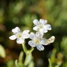 gypsophile-alba-1.jpg