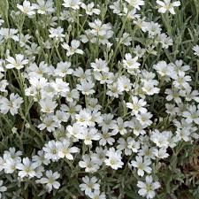 gypsophile-alba-2.jpg