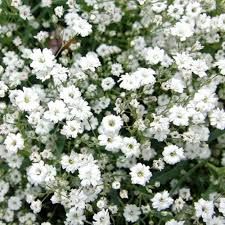 gypsophile-alba3.jpg