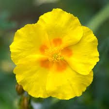 helianthemum-ben-fhada-1.jpg