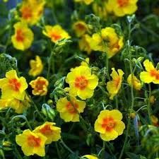 helianthemum-ben-fhada-3.jpg