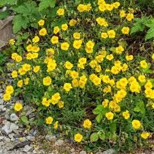 helianthemum-ben-fhada2.jpg