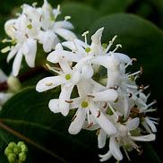 Fleurs des sept fils de zhejiang