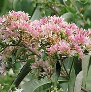 heptacodium-miconioides-3.jpg