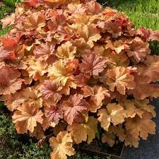 heuchera-carammel-1.jpg
