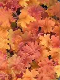 heuchera-carammel-2.jpg