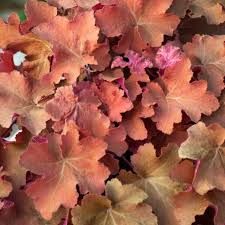 heuchera-carammel-3.jpg