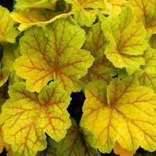 heuchera-electra-1.jpg