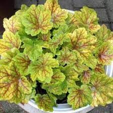 heuchera-electra-2.jpg