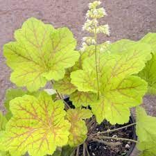 heuchera-electra-3.jpg