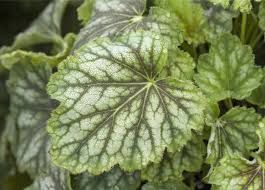 heuchera-emerald-queen-1.jpg