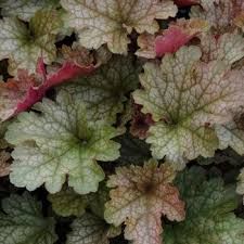 heuchera-emerald-queen-2.jpg