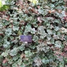 heuchera-emerald-queen-3.jpg